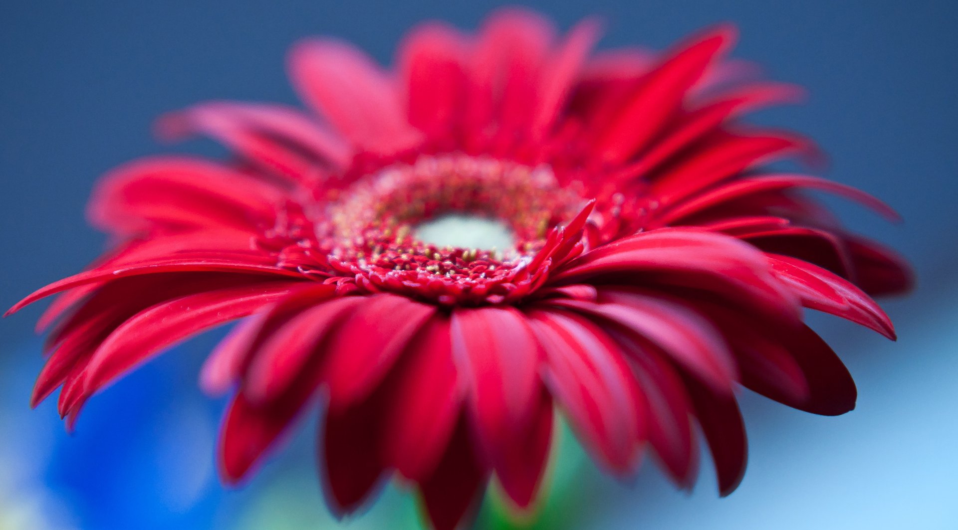 雅丽花坊鲜花